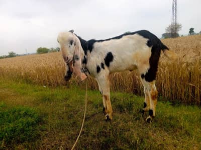 Qurbani Bakra Available - Qurbani Goats for sale ,Qurbani walay Bakray
