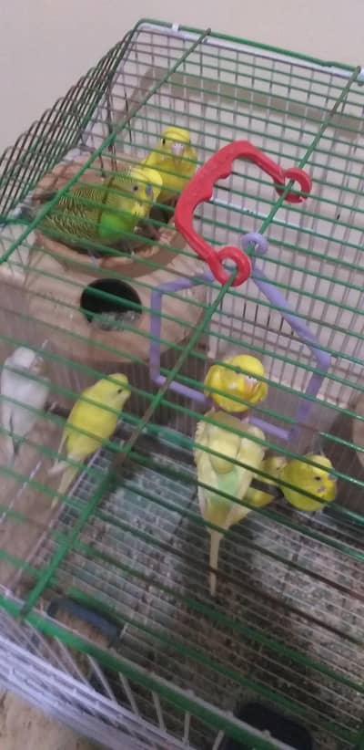 australin parrot 2 breeder pair 5 bachay 3 month k