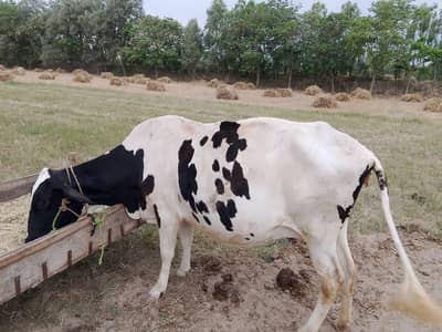 white freizen mixture tiyaar hy 8 ya 10 din nikalay gi