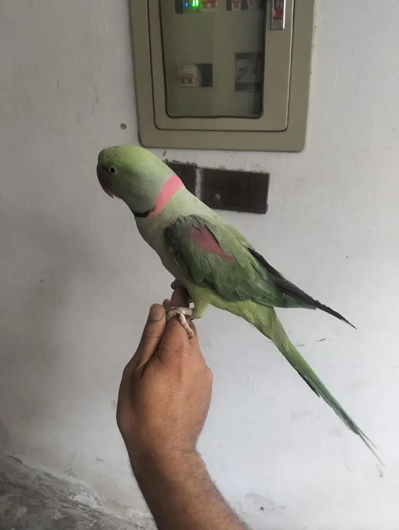 Raw Parrot talking team