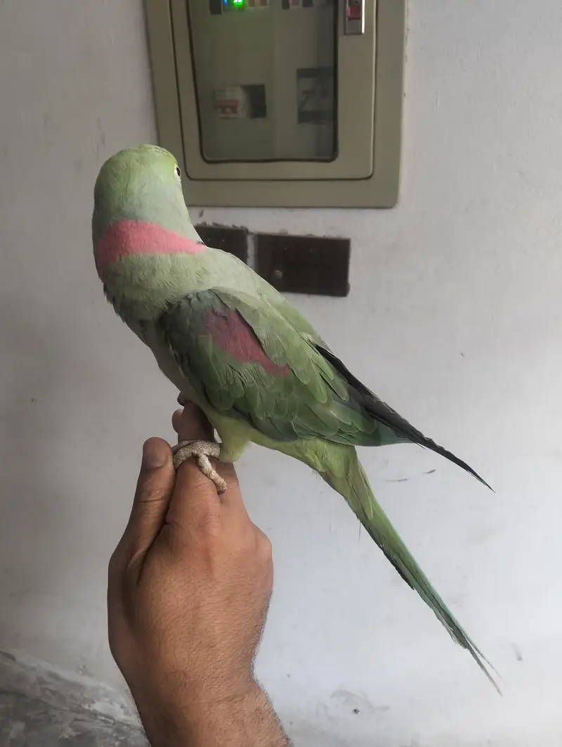 Raw Parrot talking team — photo 2