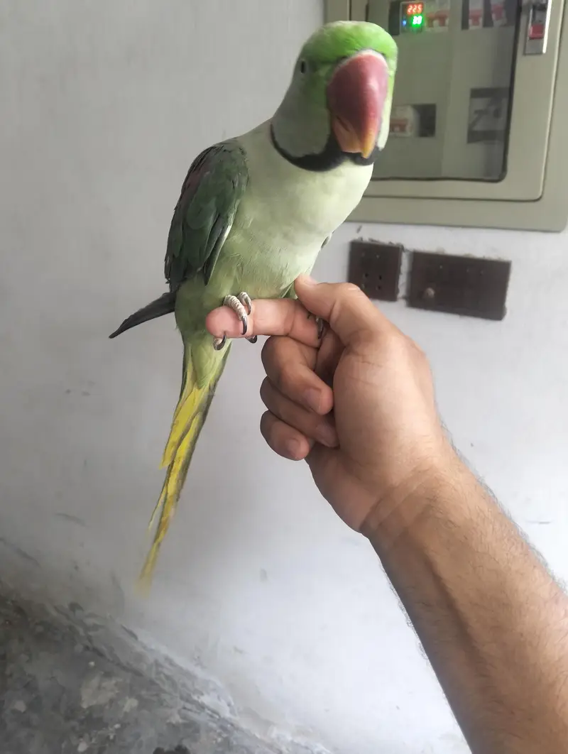 Raw Parrot talking team — photo 3