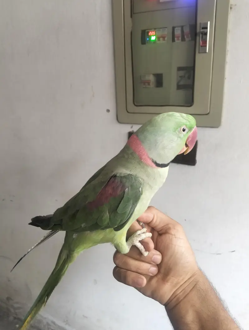 Raw Parrot talking team — photo 4