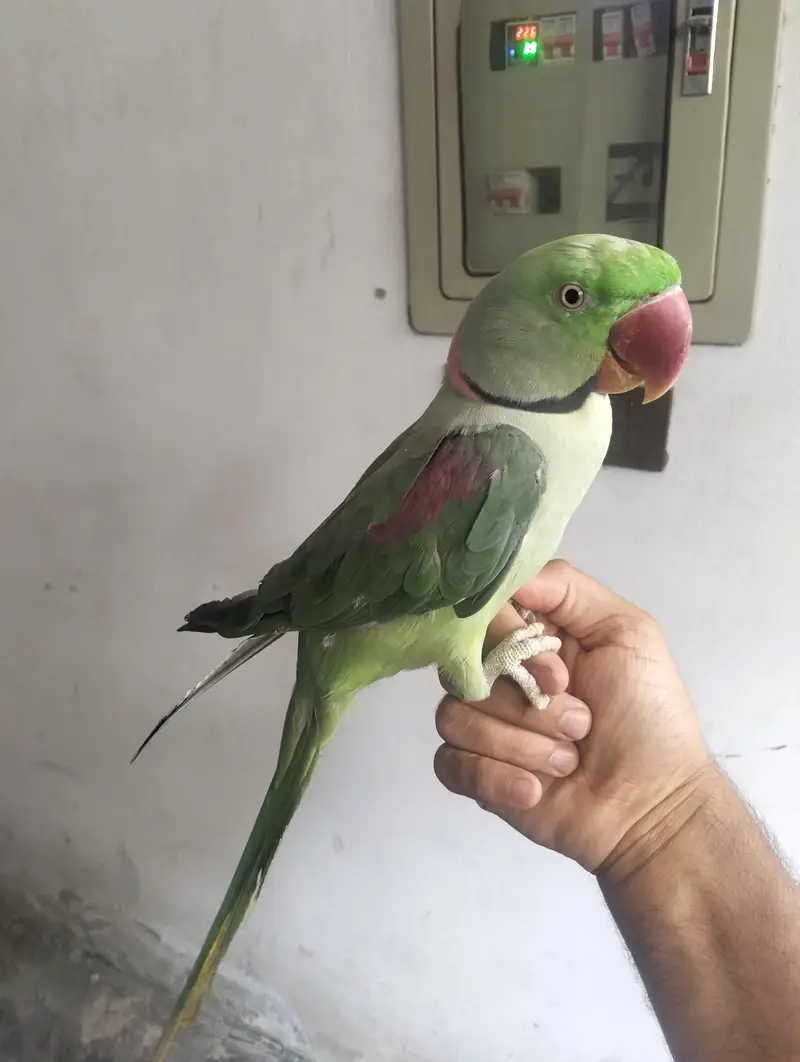 Raw Parrot talking team — photo 5