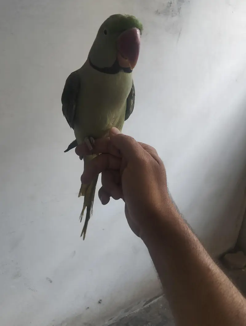 Raw Parrot talking team — photo 6
