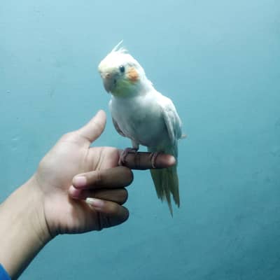 Tame Cocktail Parrot