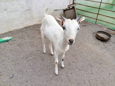 Barbari female goat