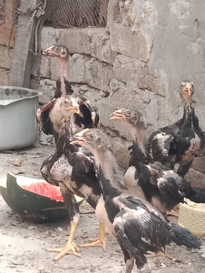 aseel achi bread chicks