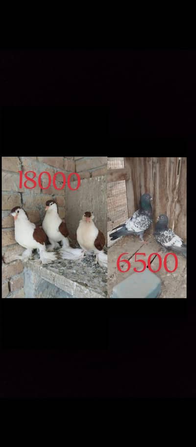 German sehrazi breeder pair lahori shrazi with ptha + 2 polish male