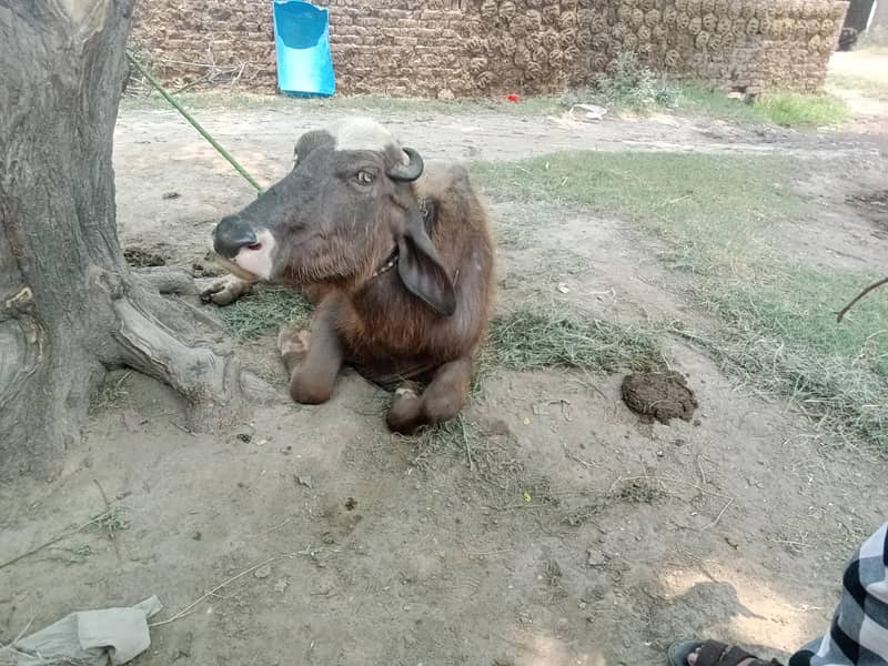 تازہ دودھ دینے والی بھینس برائے فروخت 1