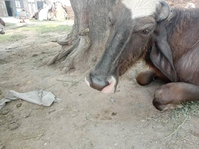 تازہ دودھ دینے والی بھینس برائے فروخت 2