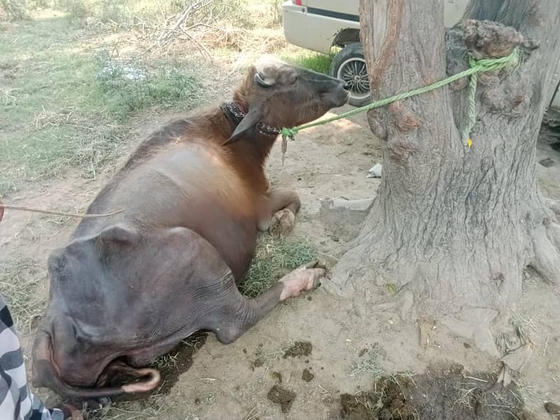 تازہ دودھ دینے والی بھینس برائے فروخت 3