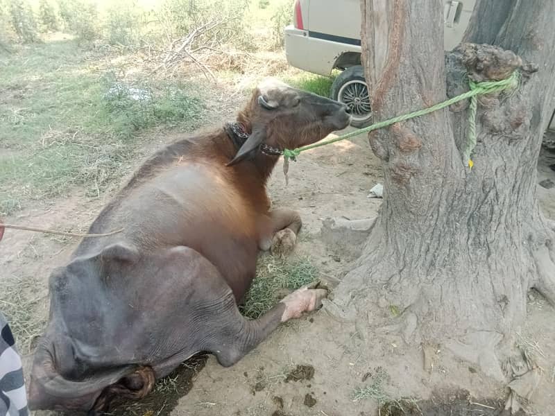 تازہ دودھ دینے والی بھینس برائے فروخت 4