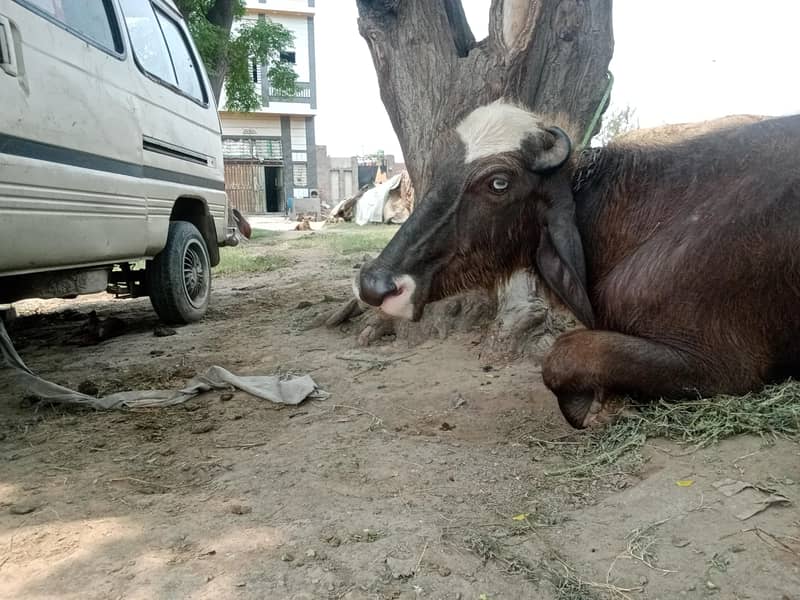 تازہ دودھ دینے والی بھینس برائے فروخت 5