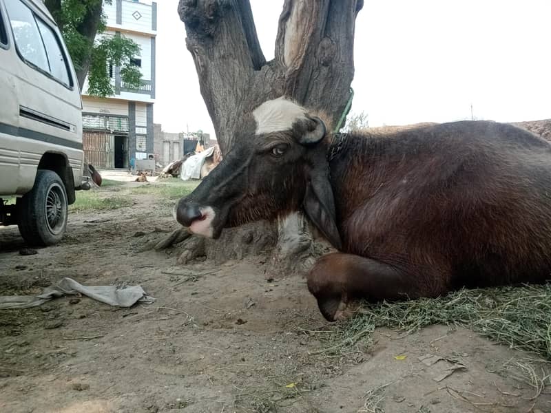 تازہ دودھ دینے والی بھینس برائے فروخت 6