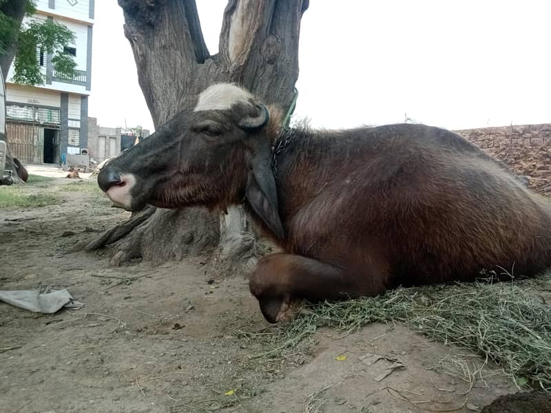 تازہ دودھ دینے والی بھینس برائے فروخت 7