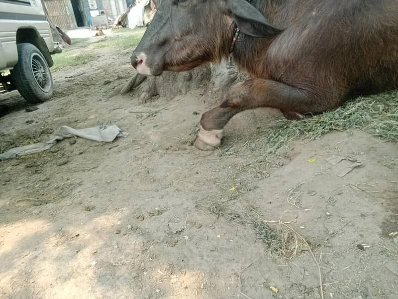 تازہ دودھ دینے والی بھینس برائے فروخت 8