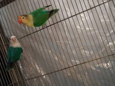 LOVEBIRD