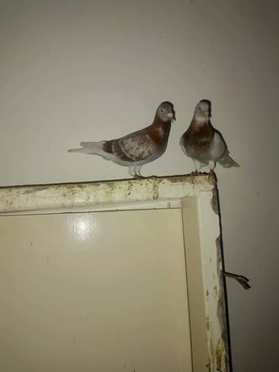 pigeons piar