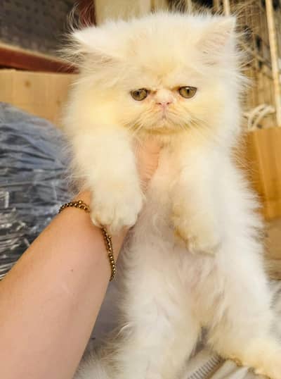 3 male kitten 2 peki 1 punch with odd eyes