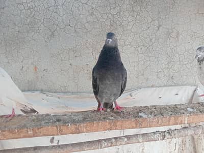 15 perwazi pigeons for sale