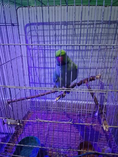 talking perrot