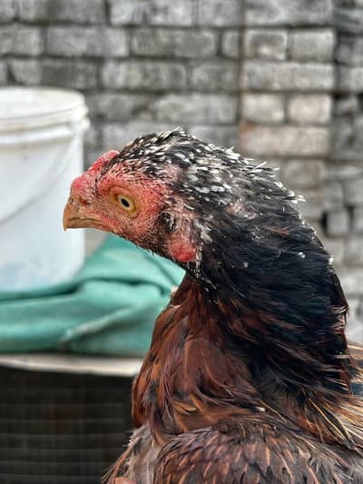 3 Aseel Hens for SALE