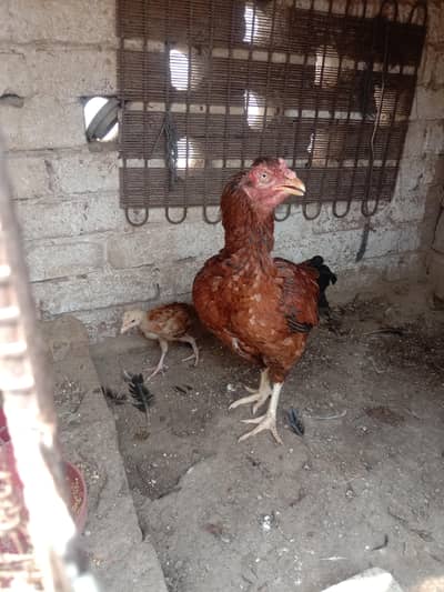 aseel mianwali murgi for sale ,03224186572