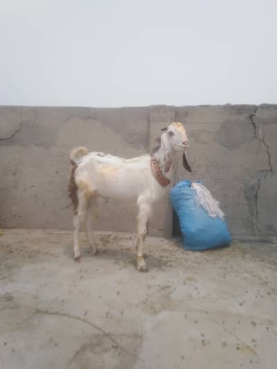 Qurbani goats available for sale.