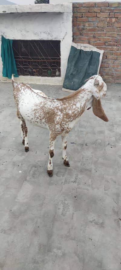 makhi cheena male