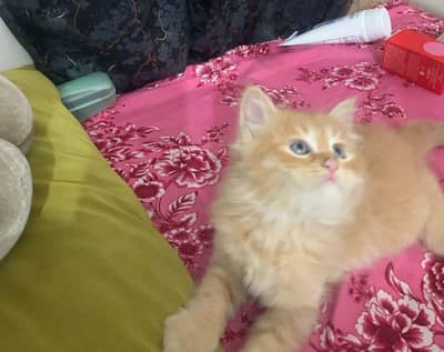Cat Baby