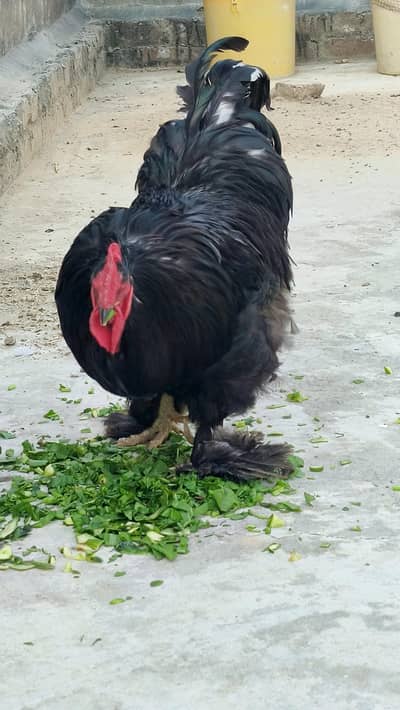 fancy black cock