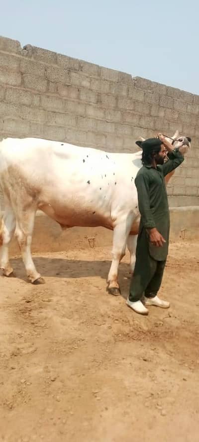 Qurbani cow| Buffalo | Bull | Cow | Gay | Bachra | بچرا | Sale
