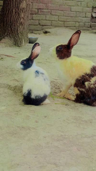 Rabbit