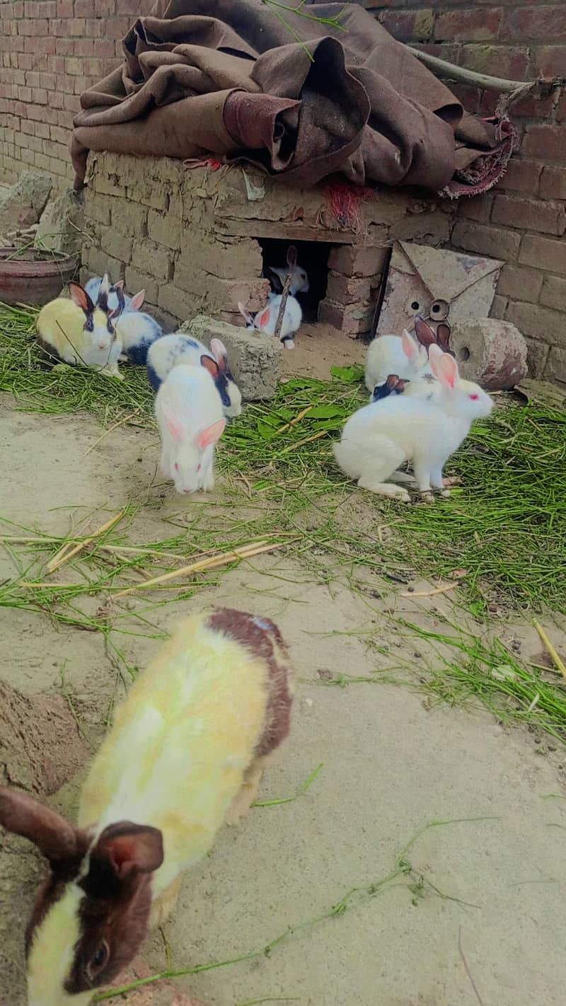 Rabbit 1