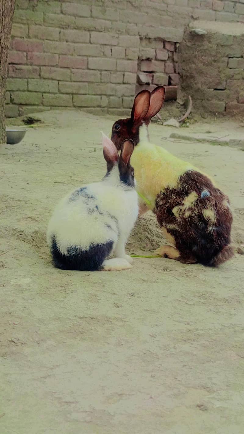 Rabbit 2