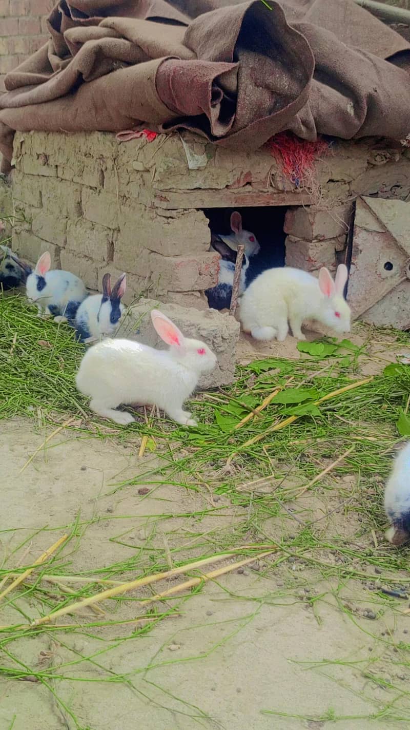 Rabbit 4