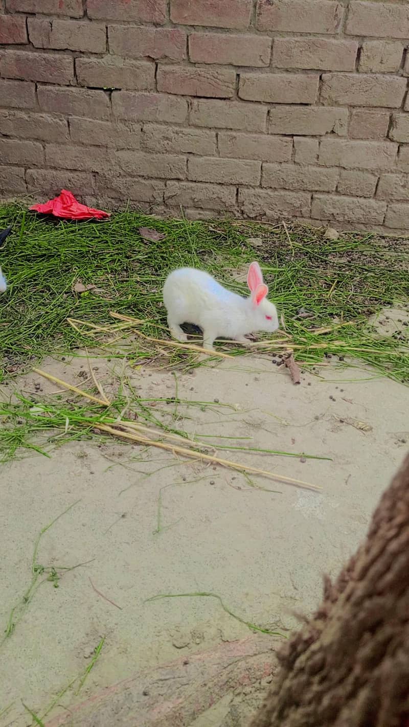 Rabbit 6