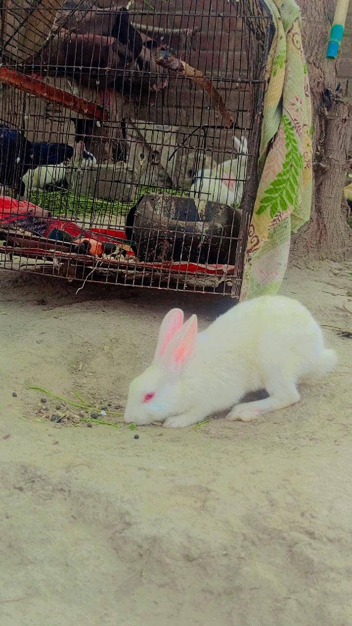 Rabbit 7
