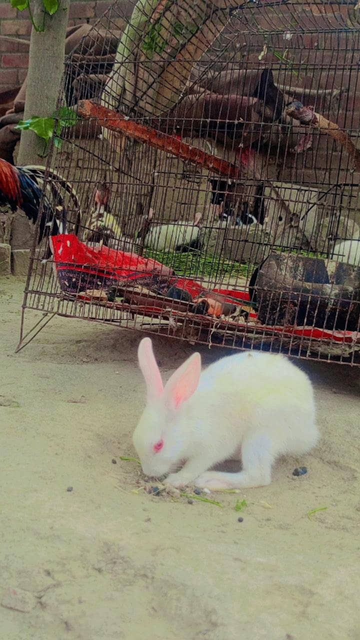 Rabbit 8