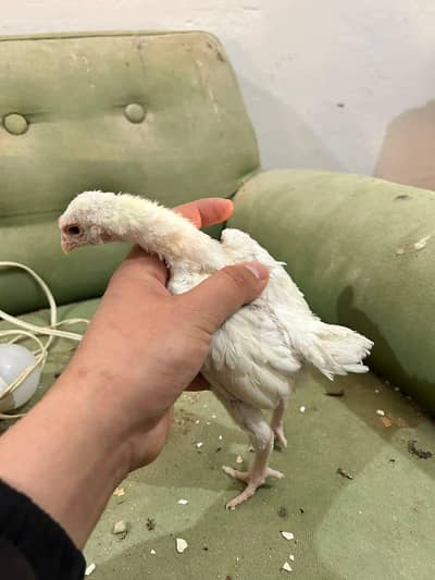 ko Shamu top quality chicks female available. 3000.
