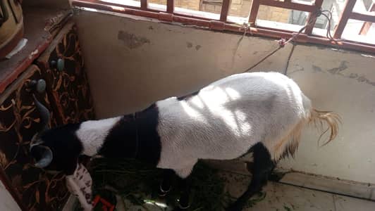 Bakra 2 dant