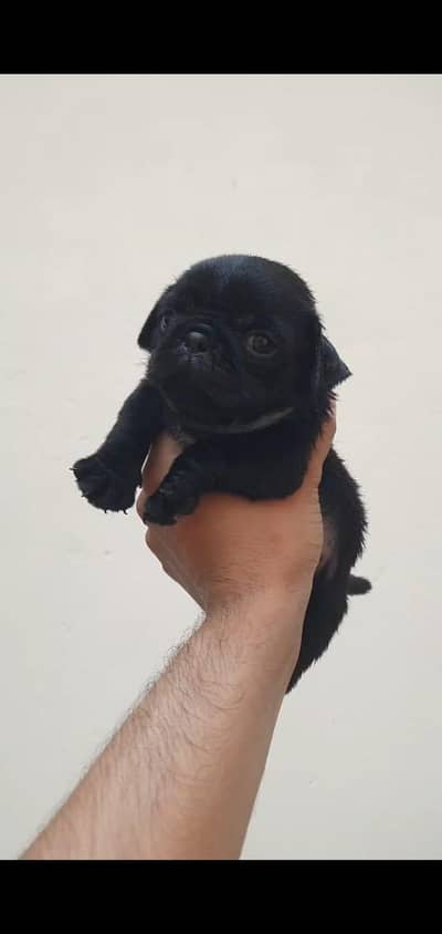 pug puppies for sale