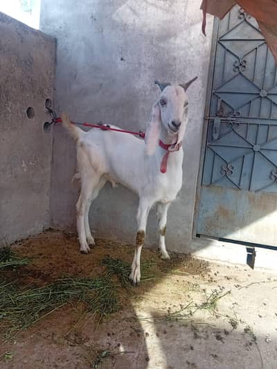 Goat / Bakra / sheep / qurbani Bakra / Desi Bakra / Bakray
