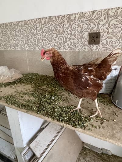 Lohman brown hens