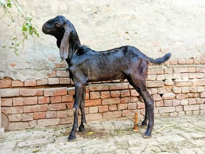 دیسی بکرا برائے سیل