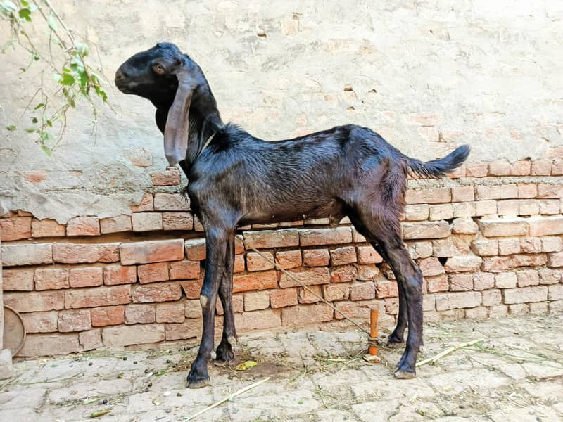 دیسی بکرا برائے سیل 0