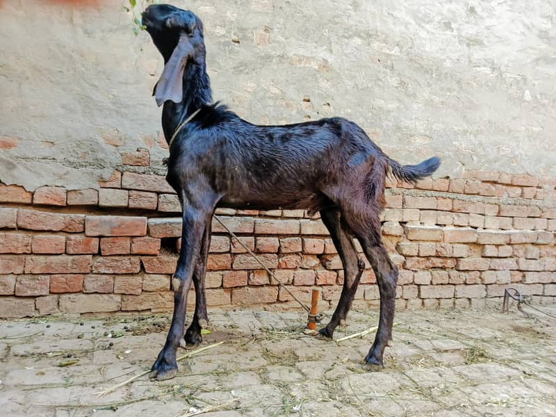 دیسی بکرا برائے سیل 1