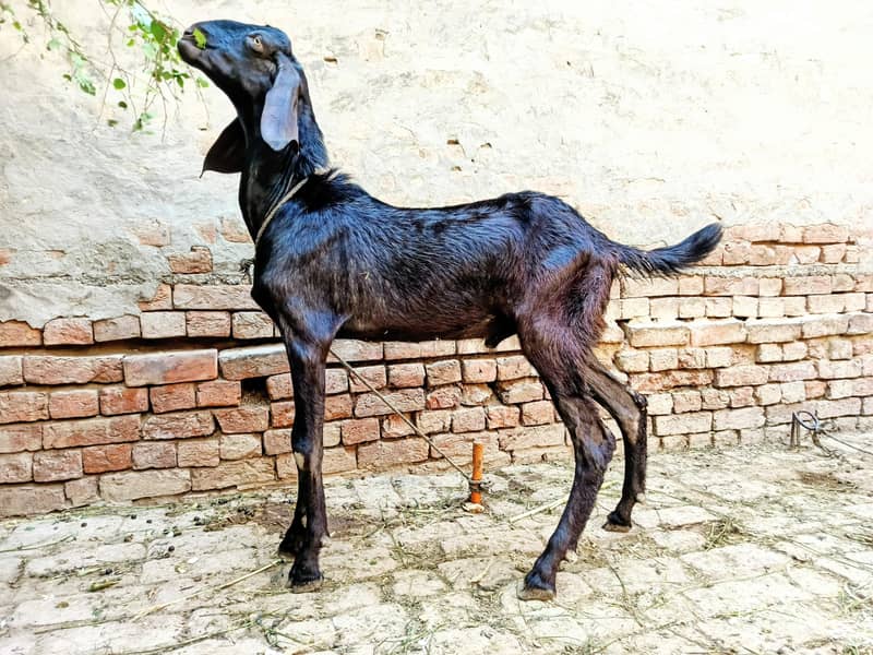 دیسی بکرا برائے سیل 2