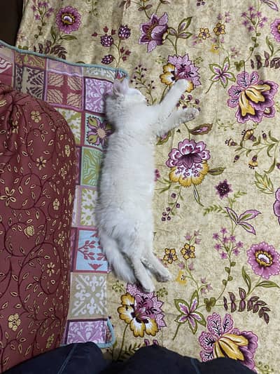 Male and female Persian  cats available